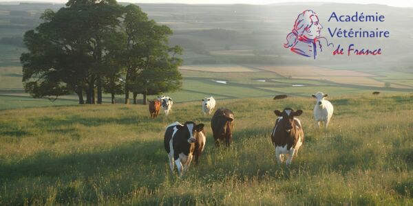 Vaches dans un pré avec un paysage rural en arrière plan.