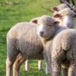Moutons qui pâturent dans les vignes