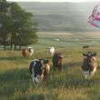 Vaches dans un pré avec un paysage rural en arrière plan.